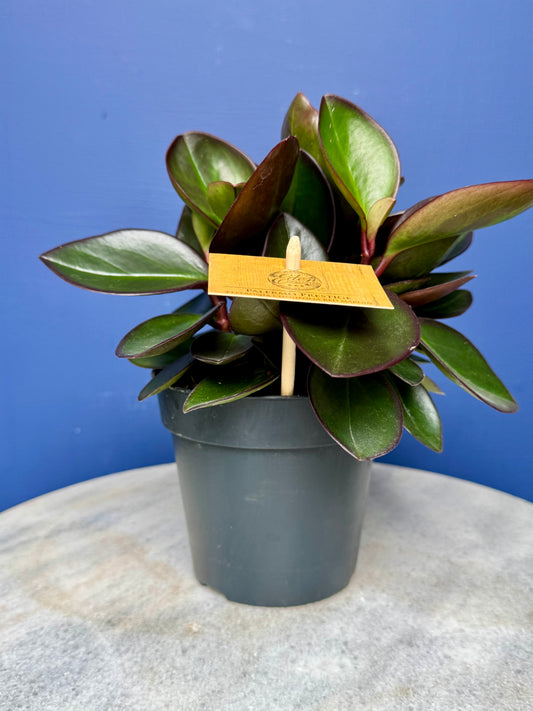Peperomia Clusiifolia Red Margin