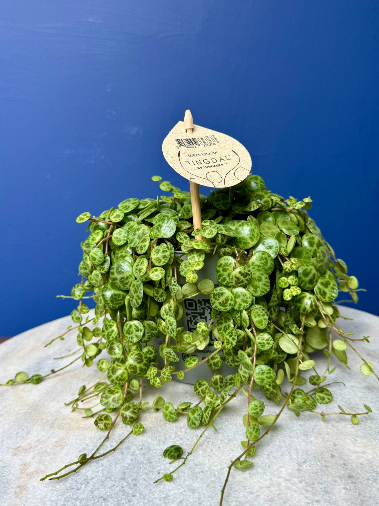 Peperomia Prostrata - String of Turtles
