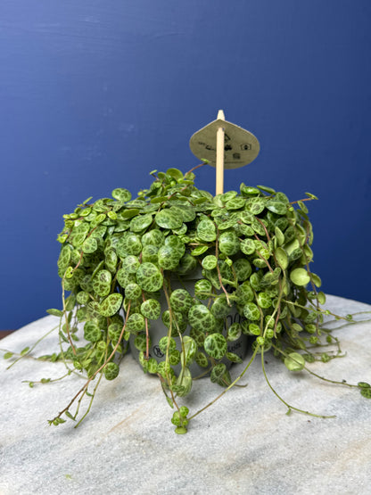 Peperomia Prostrata - String of Turtles