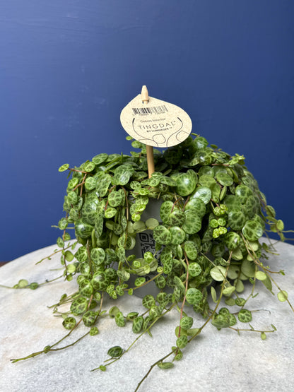 Peperomia Prostrata - String of Turtles