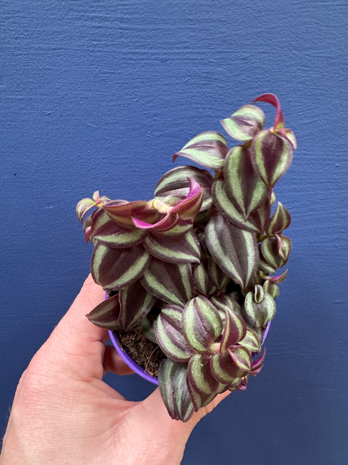 Tradescantia Zebrina - Wandering Dude / Inch Plant
