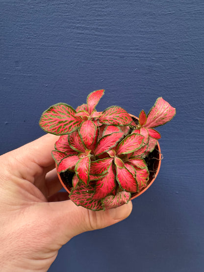 Fittonia Albivenis - Mosaic Plant / Nerve Plant