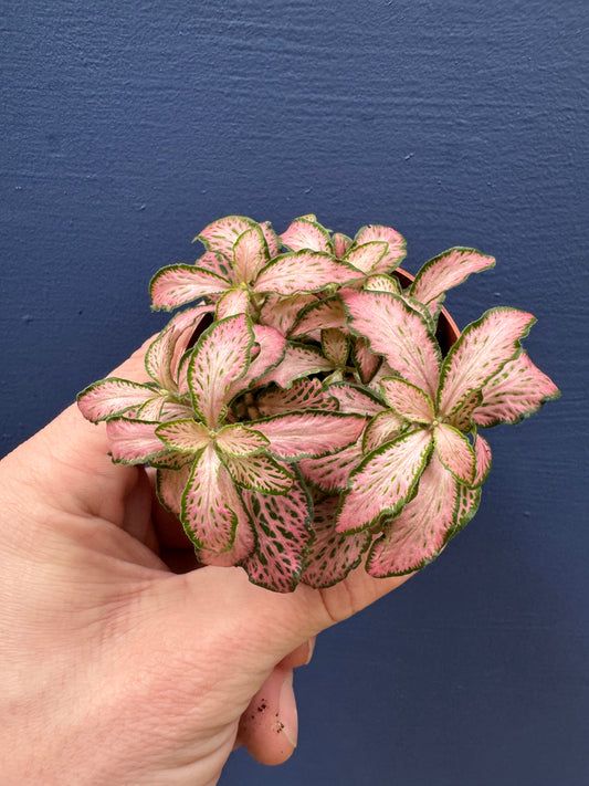 Fittonia Albivenis - Mosaic Plant / Nerve Plant
