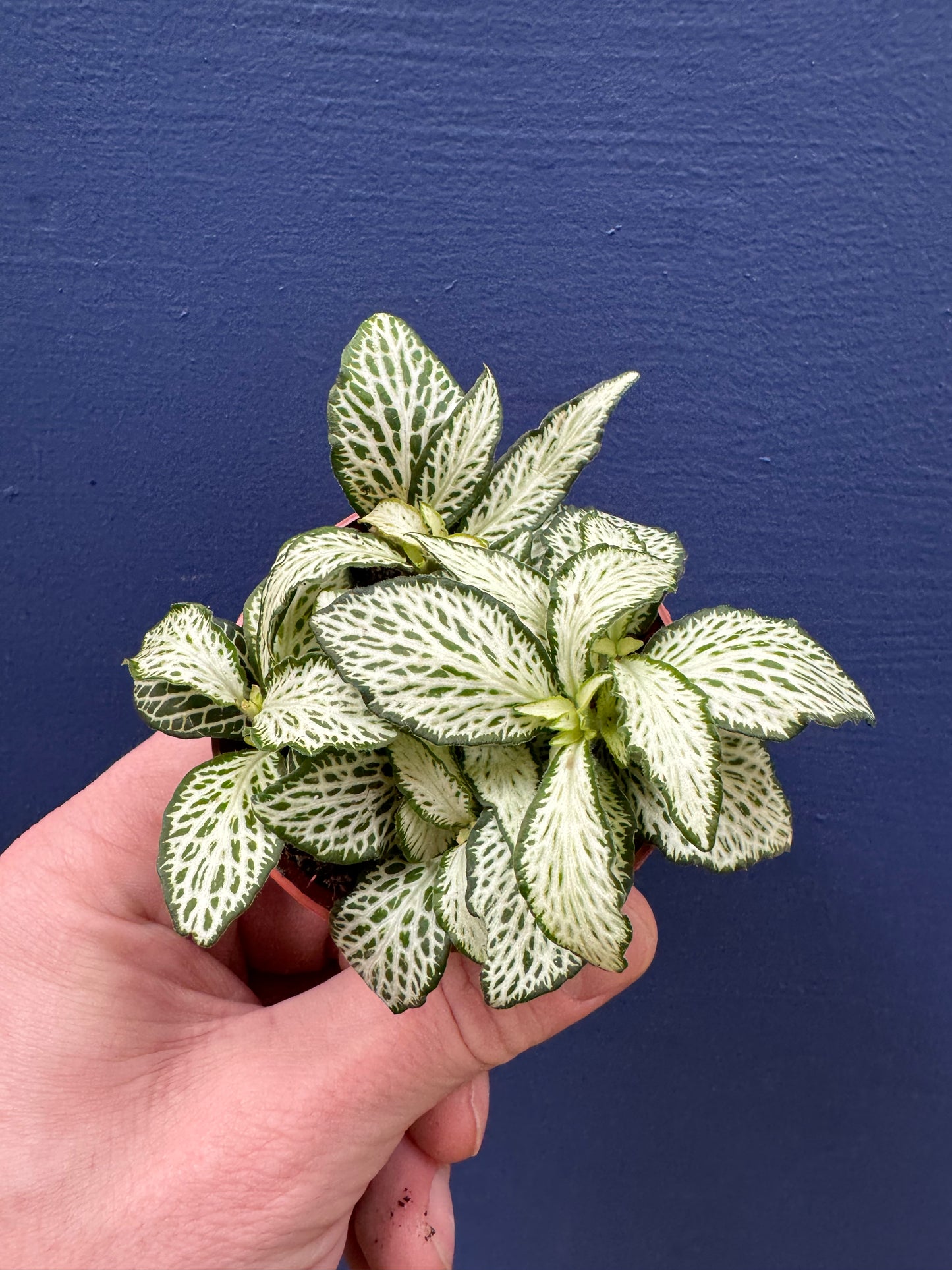 Fittonia Albivenis - Mosaic Plant / Nerve Plant