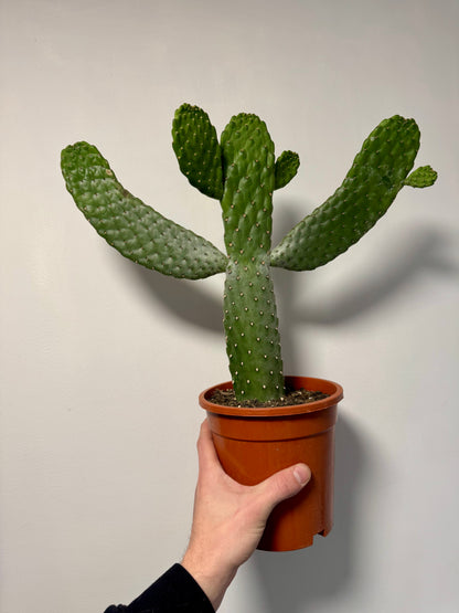 Roadkill Cactus - Opuntia Consolea