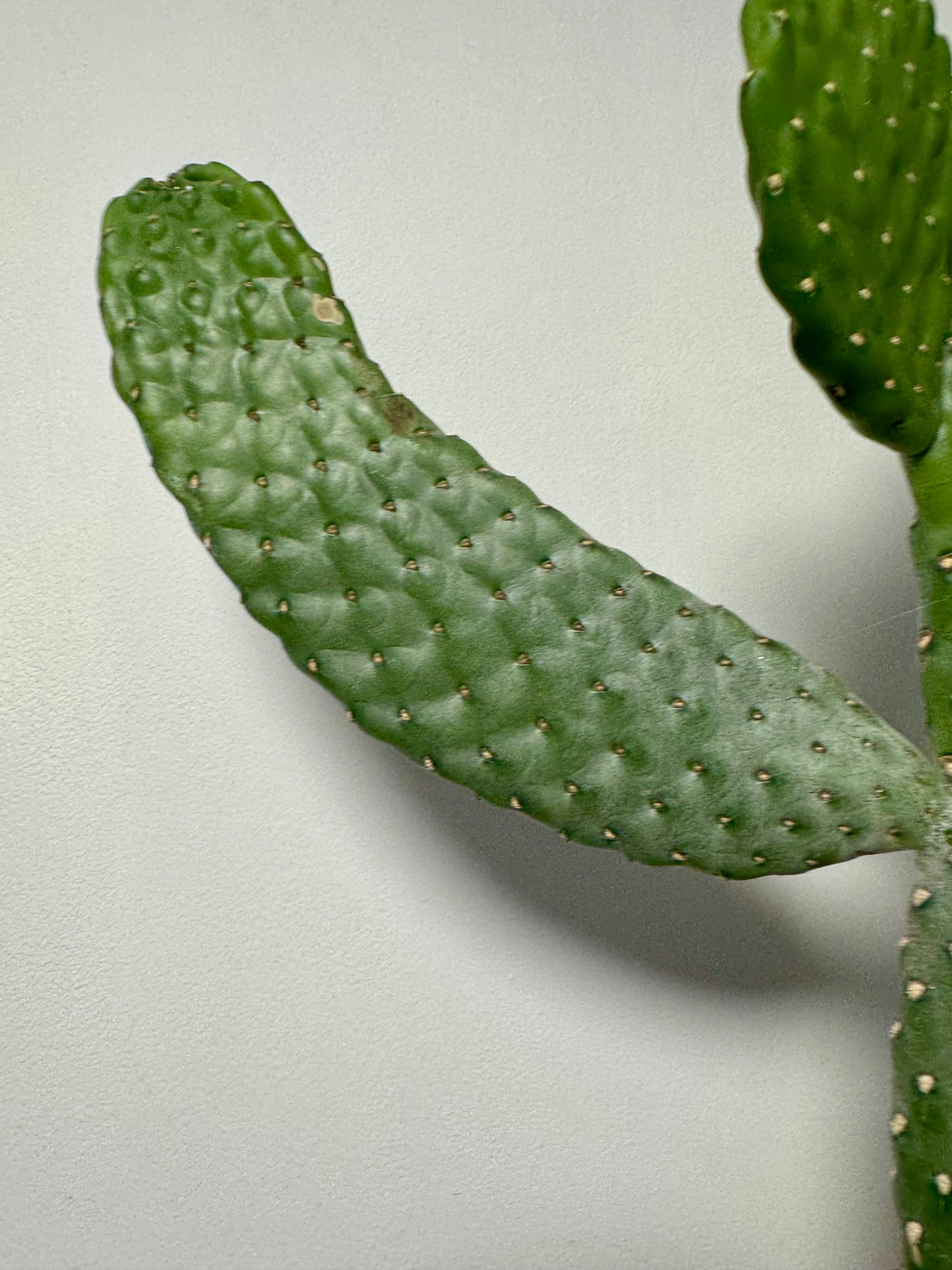 Roadkill Cactus - Opuntia Consolea