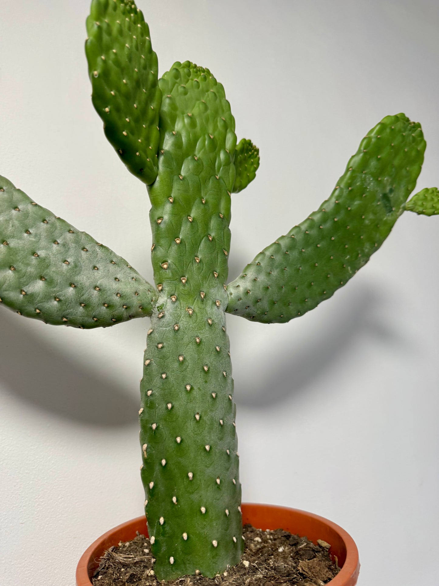 Roadkill Cactus - Opuntia Consolea