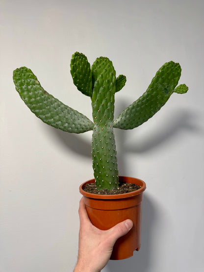 Roadkill Cactus - Opuntia Consolea