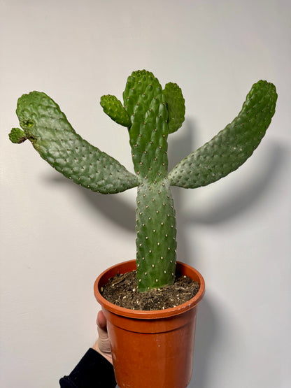 Roadkill Cactus - Opuntia Consolea