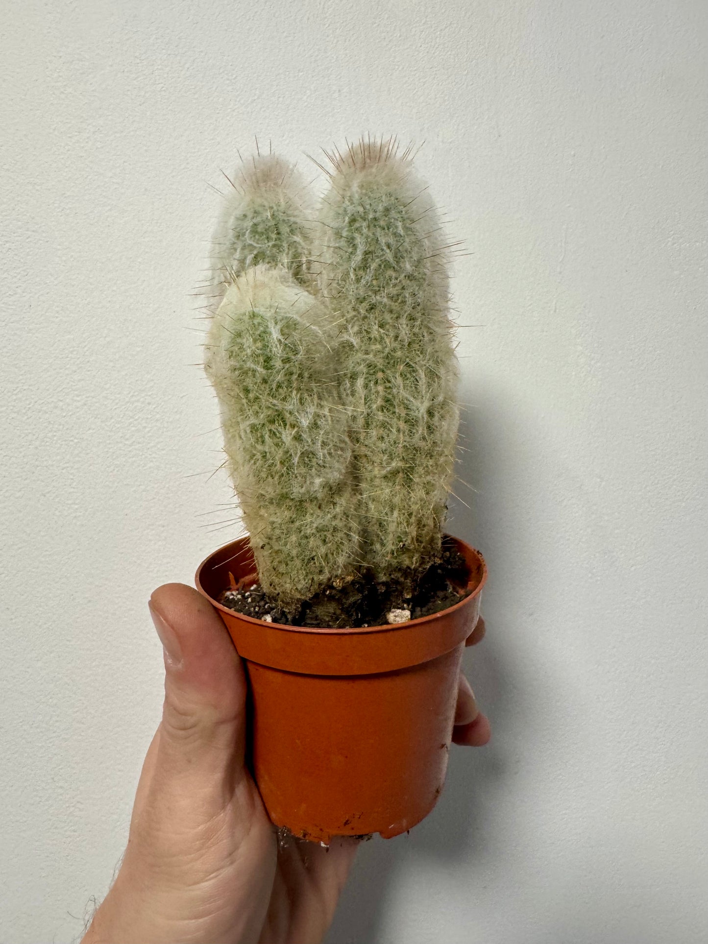 Austrocephalocereus Dybowskii - Old Man Cactus
