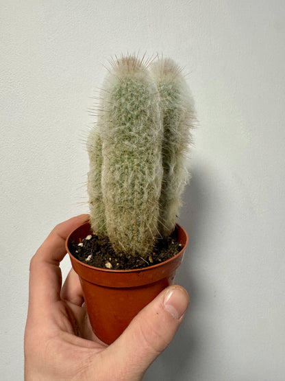 Austrocephalocereus Dybowskii - Old Man Cactus