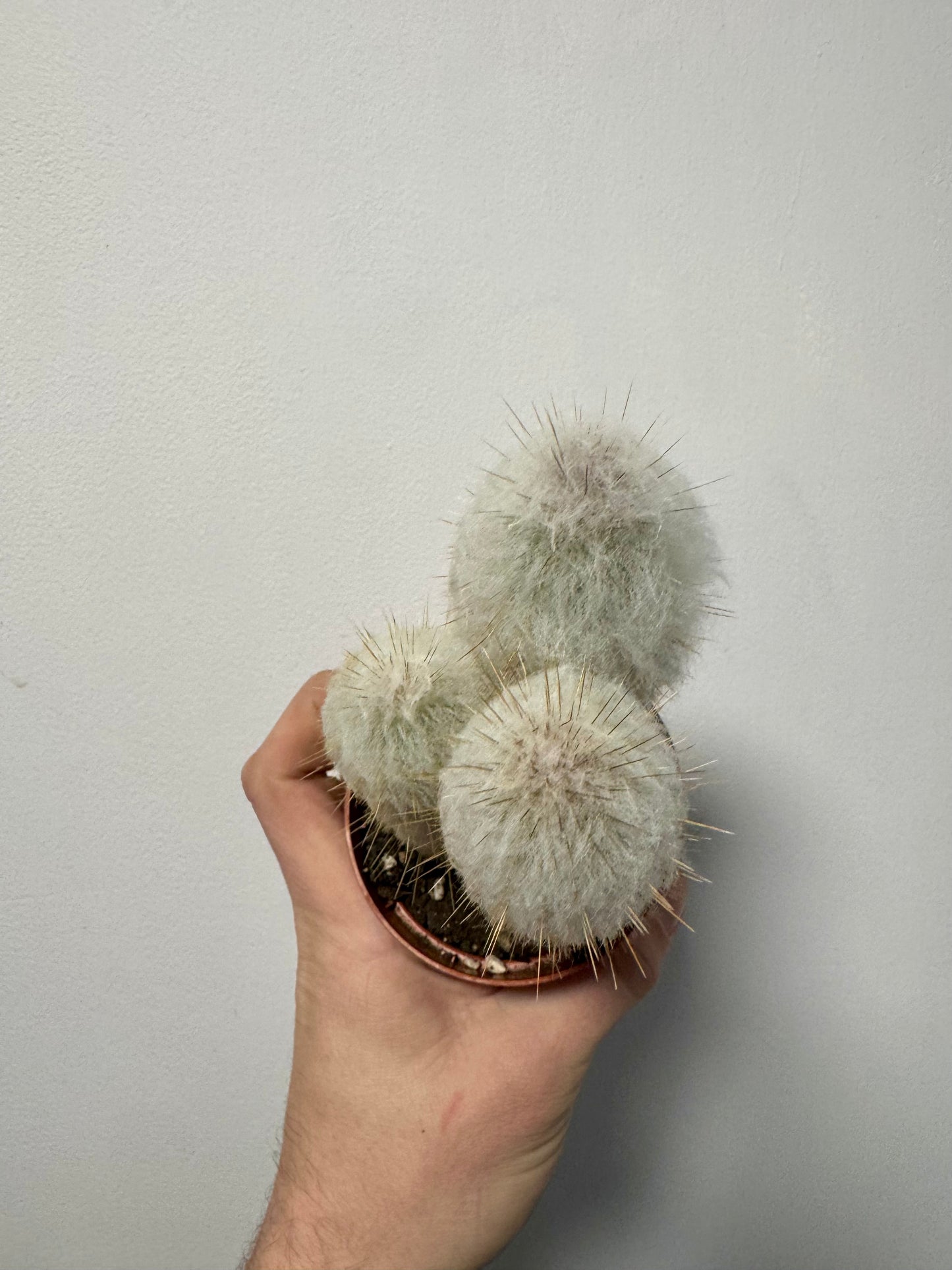 Austrocephalocereus Dybowskii - Old Man Cactus