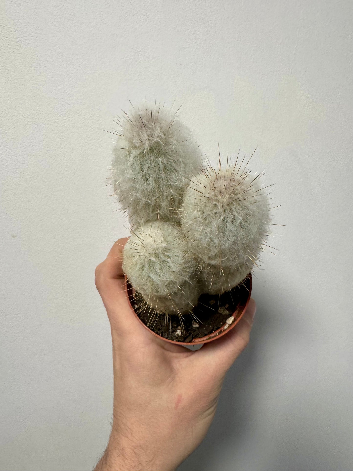 Austrocephalocereus Dybowskii - Old Man Cactus