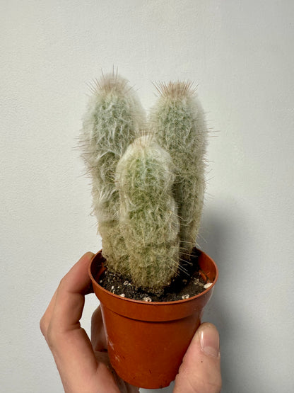 Austrocephalocereus Dybowskii - Old Man Cactus