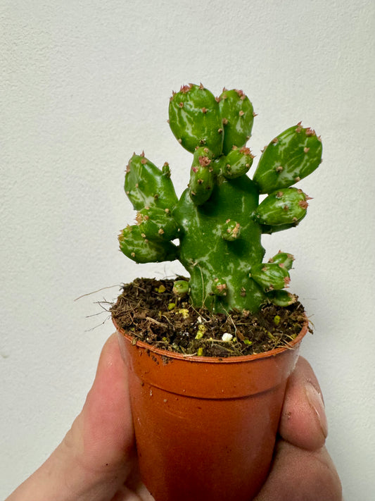 Opuntia Monacantha - Drooping Prickly Pear Cactus