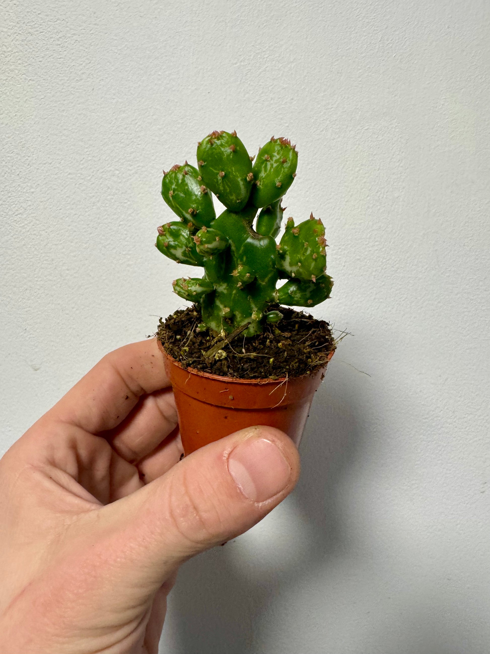 drooping prickly pear cactus Opuntia Monacantha