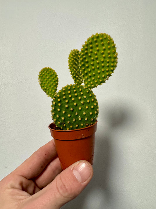 Opuntia Microdasys Pallida - Yellow Bunny Ear Cactus