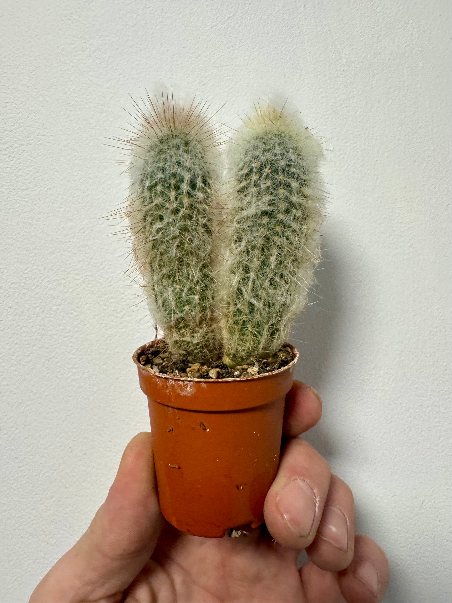 Austrocephalocereus Dybowskii - Old Man Cactus