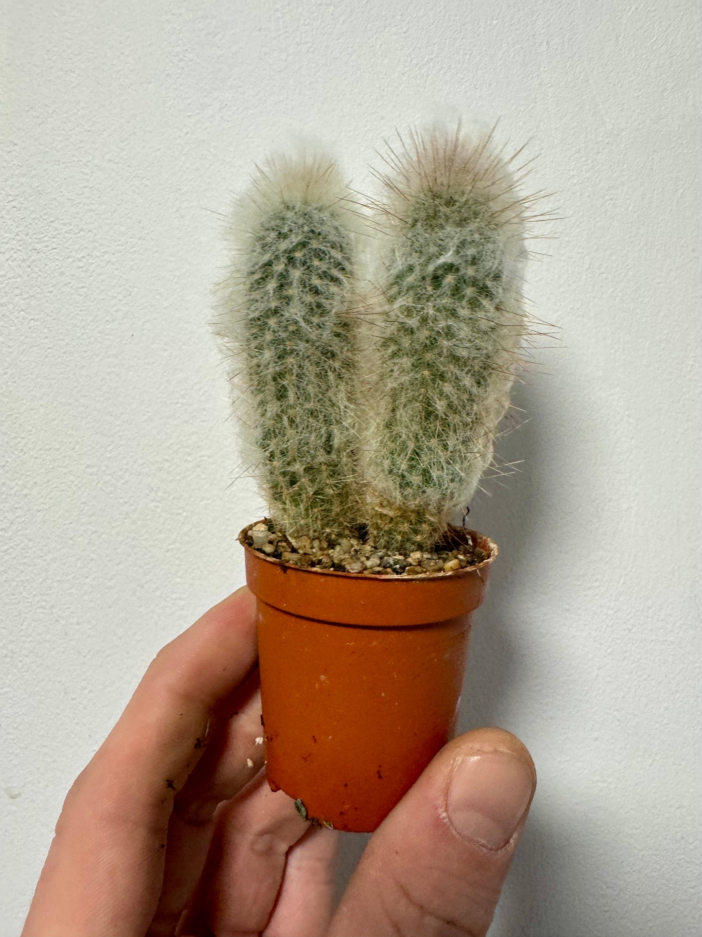 Austrocephalocereus Dybowskii - Old Man Cactus