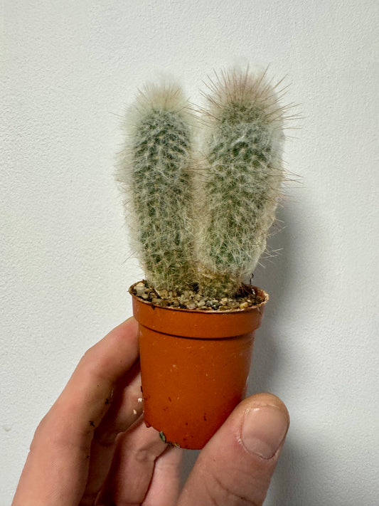 Austrocephalocereus Dybowskii - Old Man Cactus