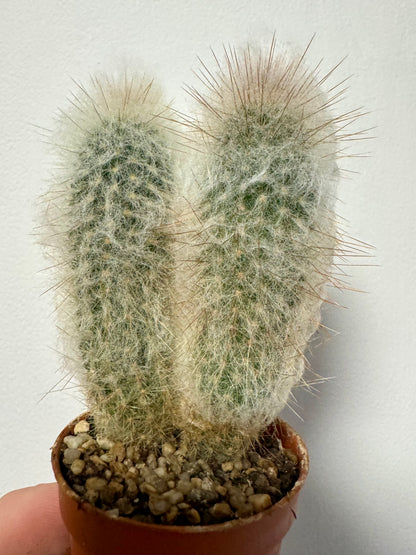 Austrocephalocereus Dybowskii - Old Man Cactus