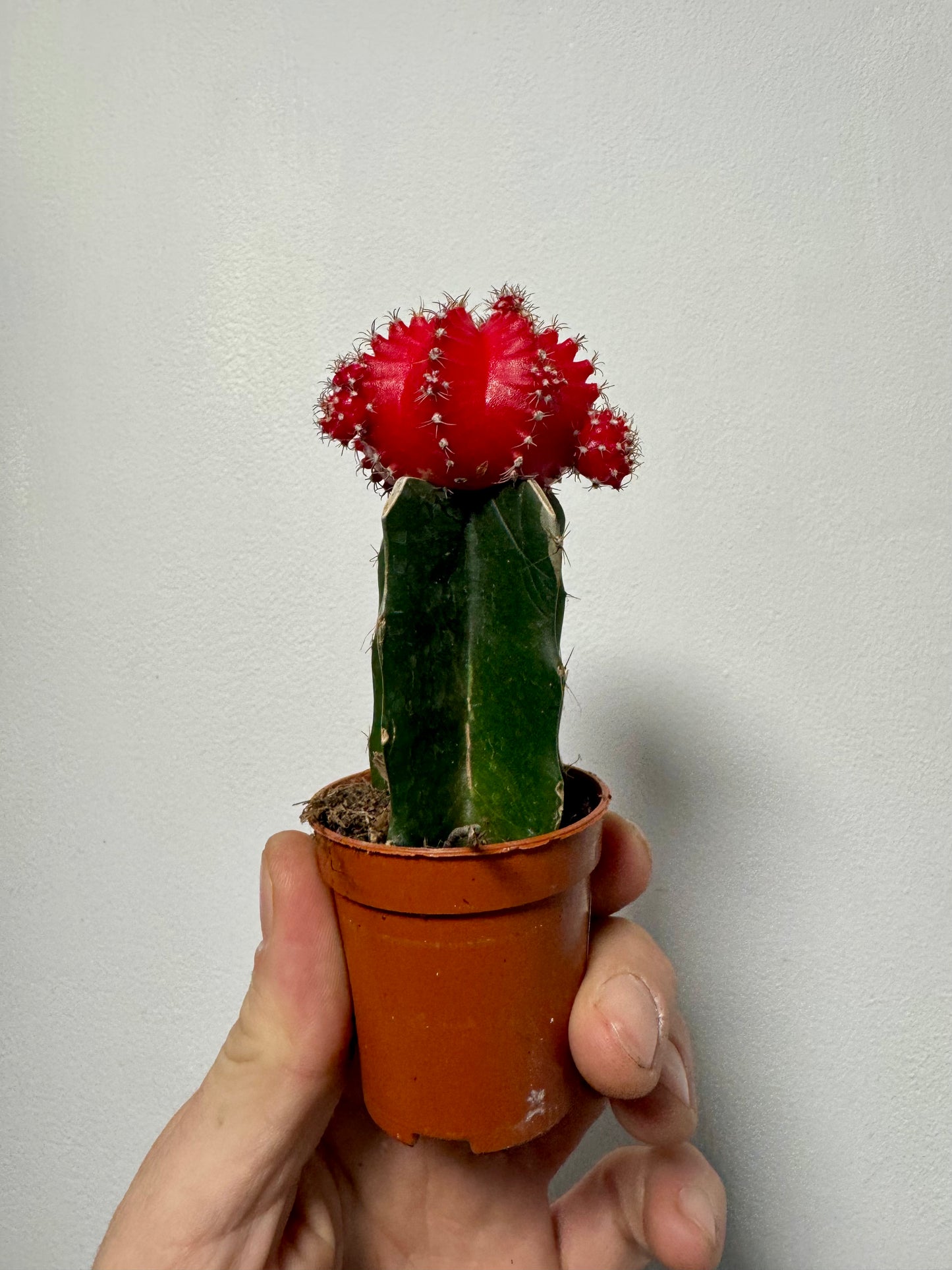Gymnocalycium Grafted Cacti - Moon Cactus