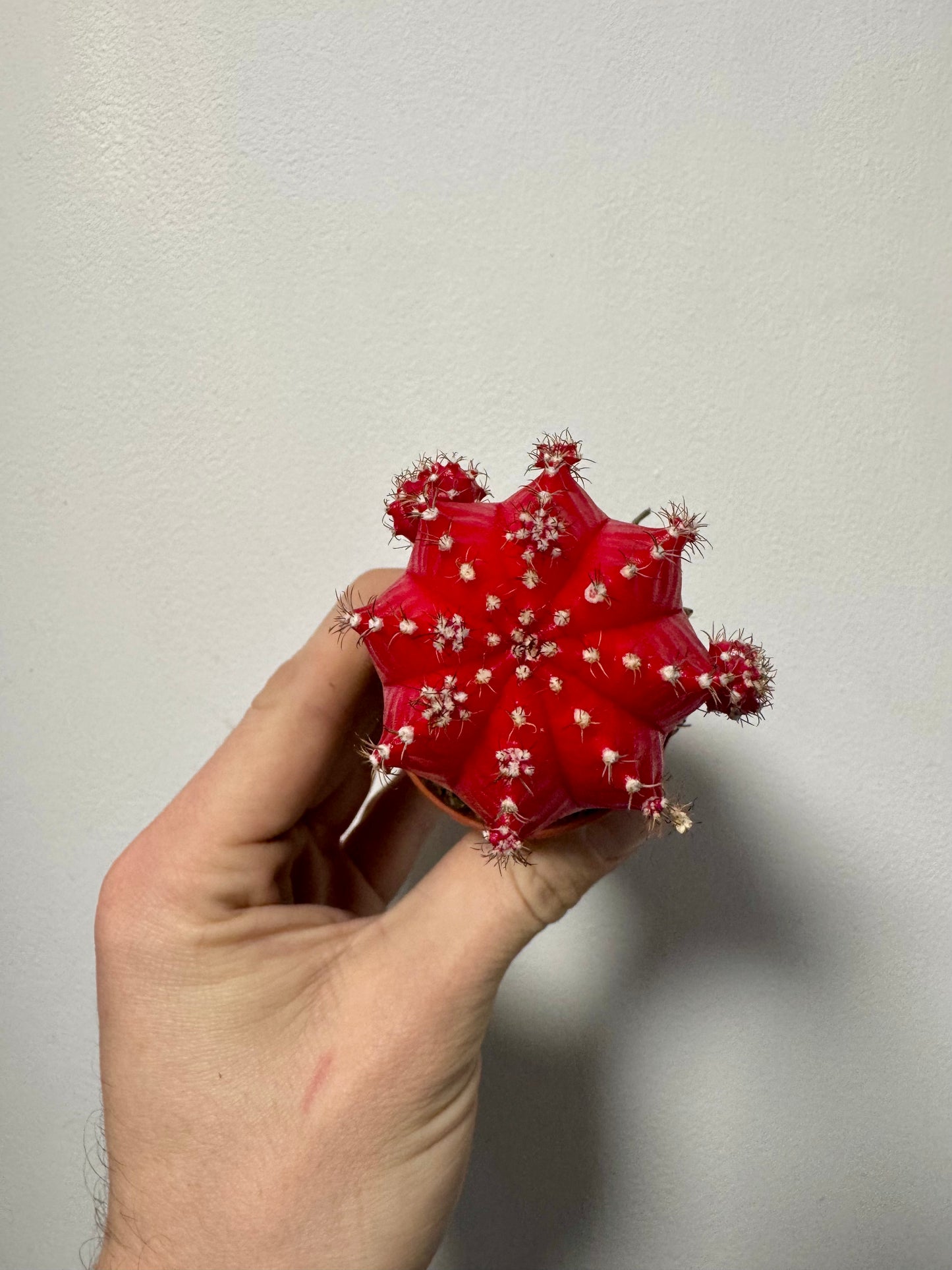 Gymnocalycium Grafted Cacti - Moon Cactus