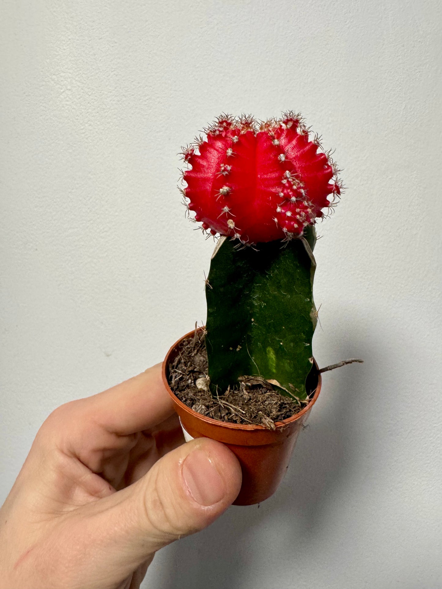 Gymnocalycium Grafted Cacti - Moon Cactus