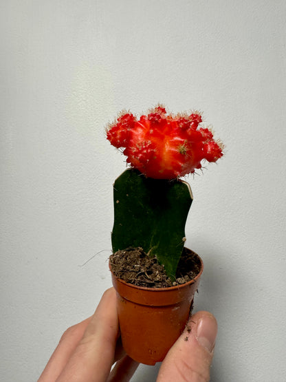 Gymnocalycium Grafted Cacti - Moon Cactus