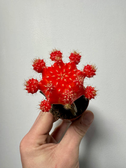Gymnocalycium Grafted Cacti - Moon Cactus