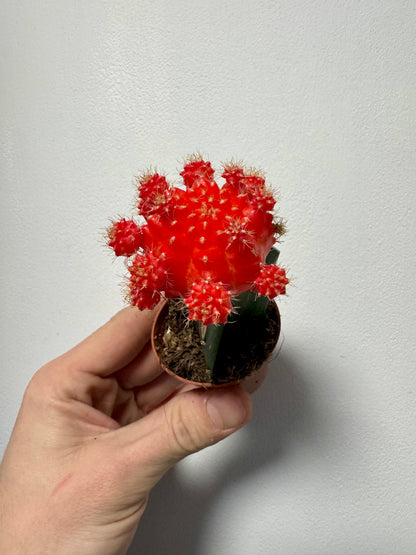 Gymnocalycium Grafted Cacti - Moon Cactus