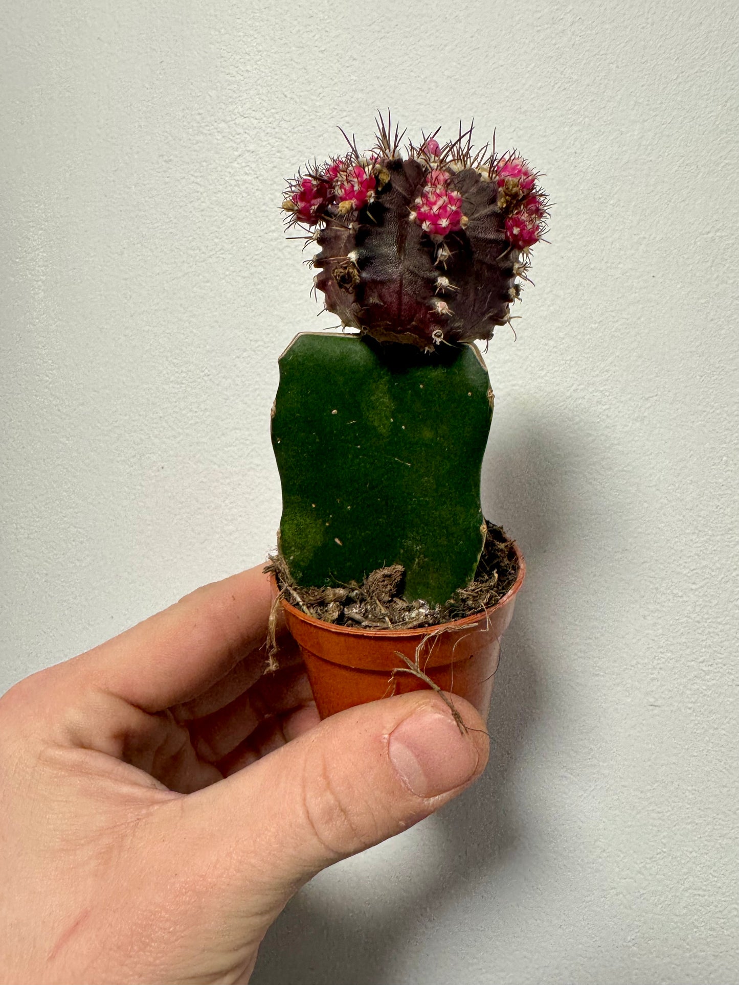 Gymnocalycium Grafted Cacti - Moon Cactus
