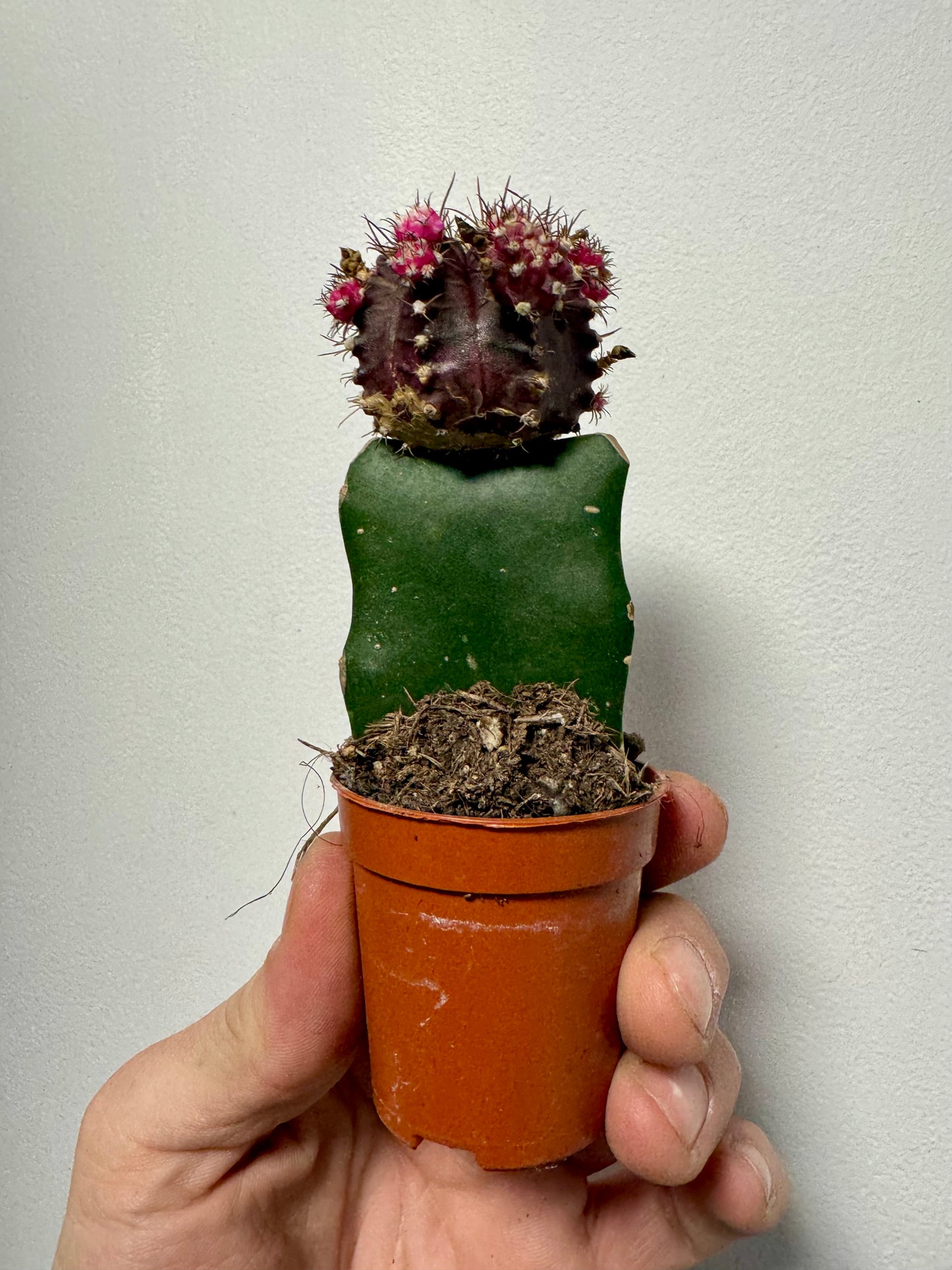 Gymnocalycium Grafted Cacti - Moon Cactus