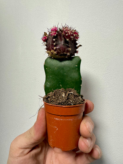 Gymnocalycium Grafted Cacti - Moon Cactus