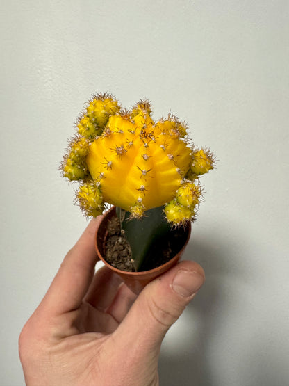 Gymnocalycium Grafted Cacti - Moon Cactus