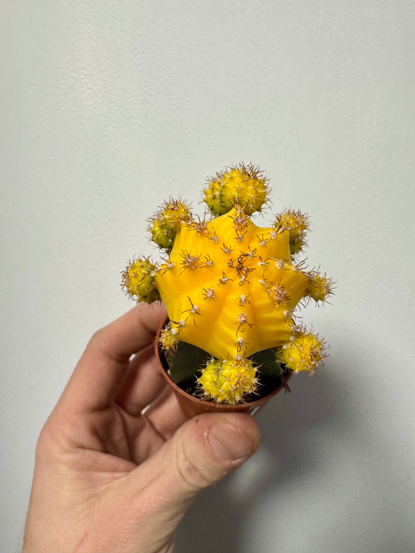 Gymnocalycium Grafted Cacti - Moon Cactus