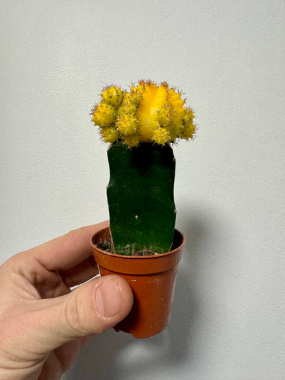 Gymnocalycium Grafted Cacti - Moon Cactus