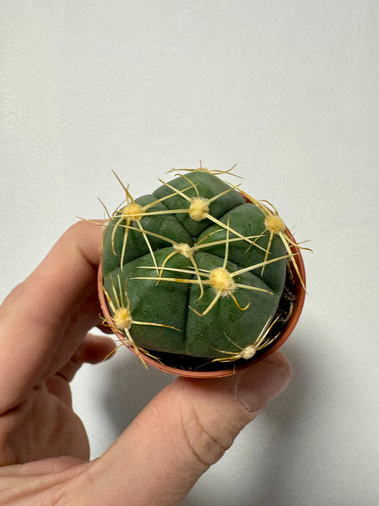 Gymnocalycium Horstii Buenekeri - Spider Cactus