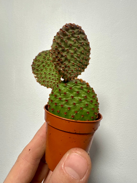 Opuntia Microdasys Indigo - Bunny Ear Cactus