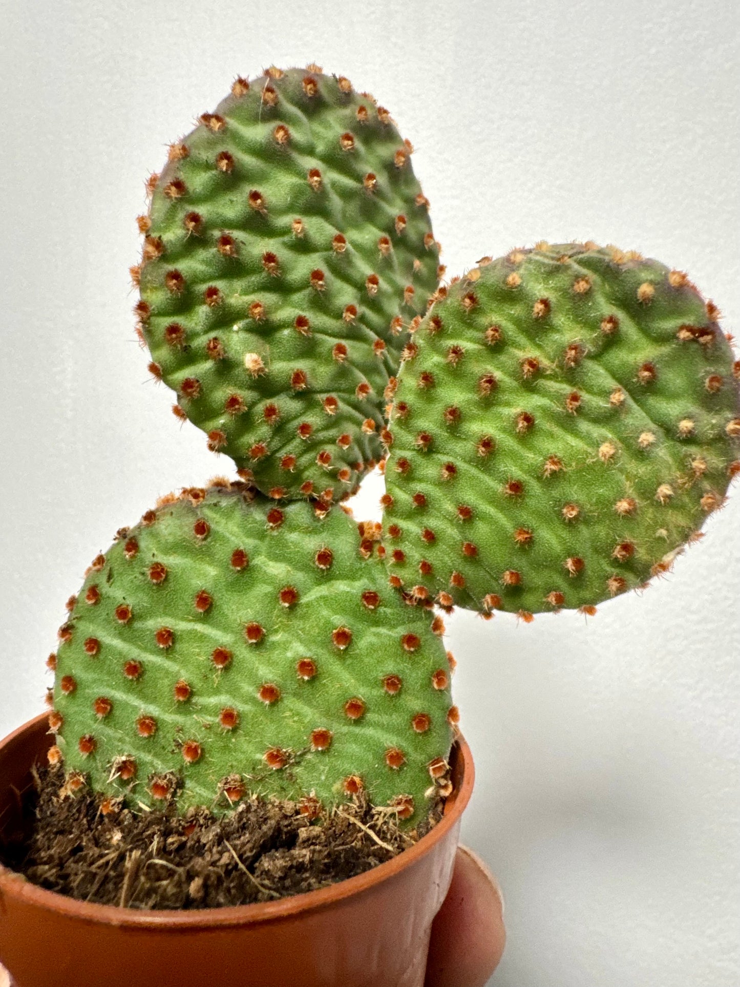 Opuntia Microdasys Indigo - Bunny Ear Cactus
