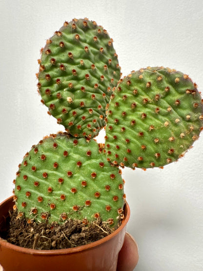 Opuntia Microdasys Indigo - Bunny Ear Cactus