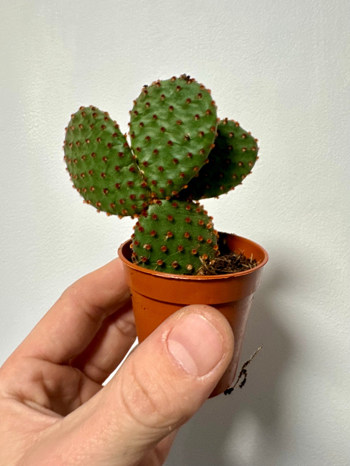 Opuntia Microdasys Indigo - Bunny Ear Cactus