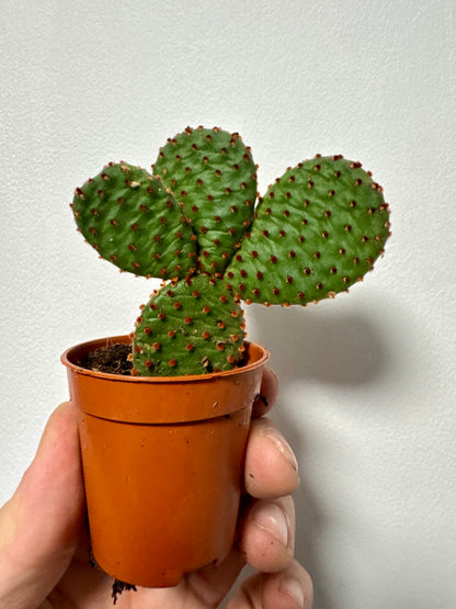 Opuntia Microdasys Indigo - Bunny Ear Cactus