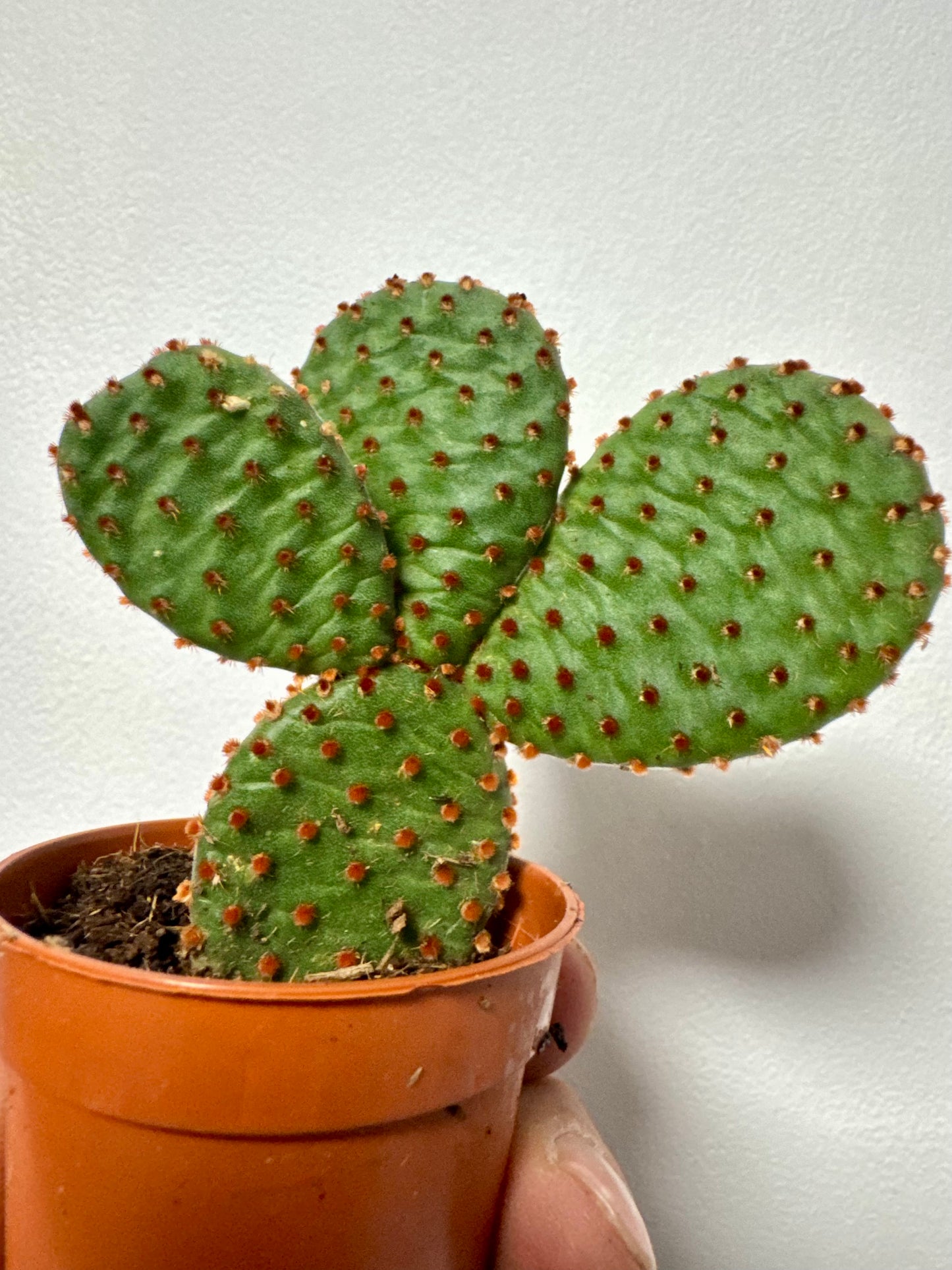 Opuntia Microdasys Indigo - Bunny Ear Cactus