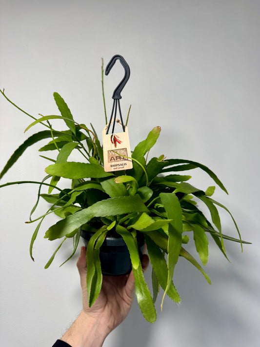 Rhipsalis Red Coral - Rhipsalis Ramulosa