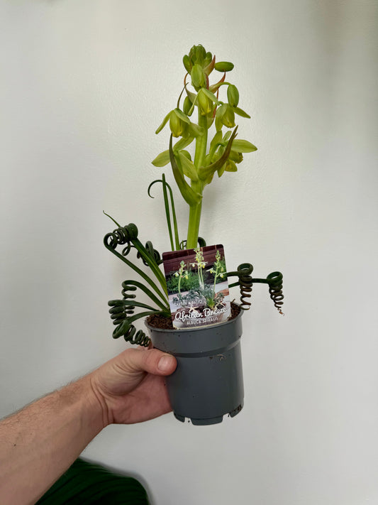 Albuca Spiralis - Frizzle Sizzle
