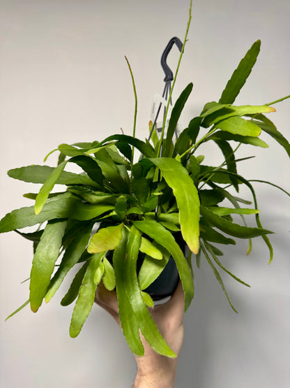 Rhipsalis Red Coral - Rhipsalis Ramulosa