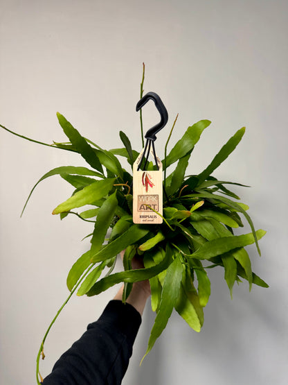 Rhipsalis Red Coral - Rhipsalis Ramulosa