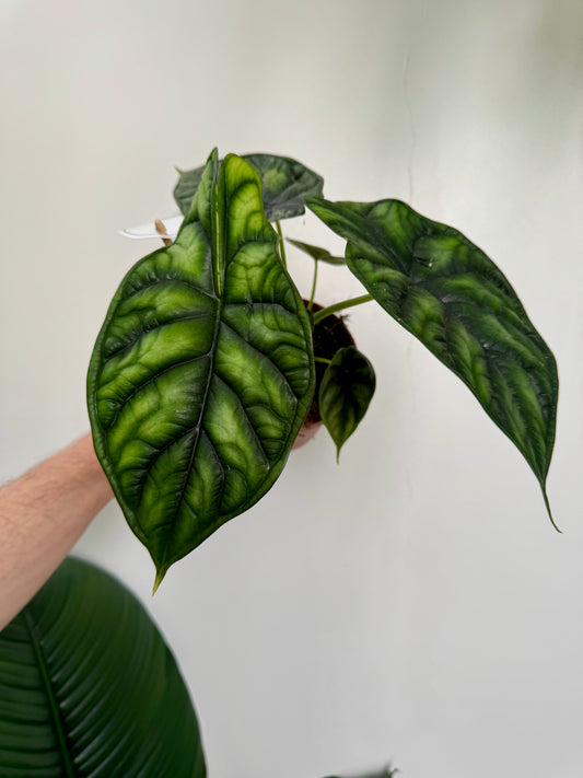 Alocasia Baginda - Dragon Scale