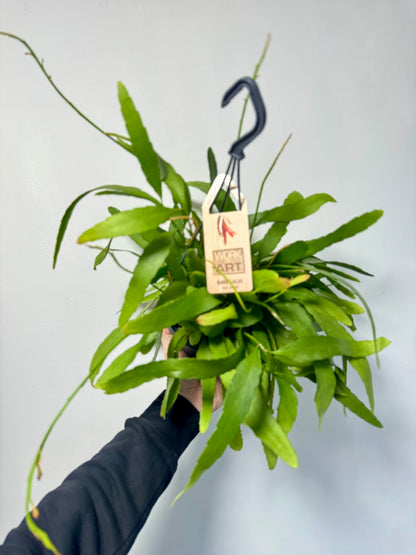 Rhipsalis Red Coral - Rhipsalis Ramulosa